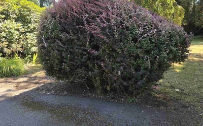 Photo of Judy R.'s yard after getting tree care in Seattle, WA