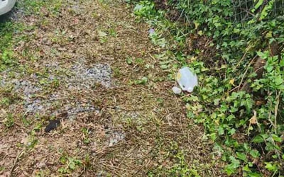 Photo of Sam R.'s yard after getting landscaping in Elizabethtown, PA