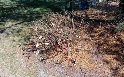 Photo of Kathy R.'s yard after getting landscaping in Richwood, OH