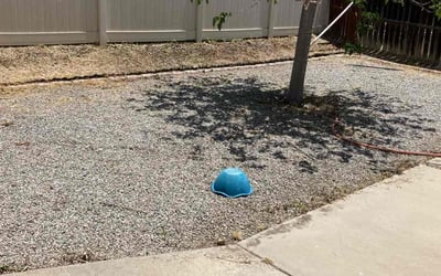 Photo of Jan G.'s yard after getting tree care in San Bernardino, CA