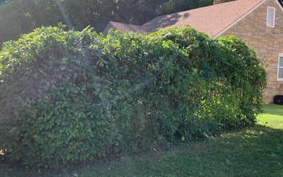 Photo of Louise A.'s yard after getting tree care in Virginia Beach, VA