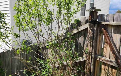 Photo of Christopher P.'s yard after getting tree care in Zebulon, NC