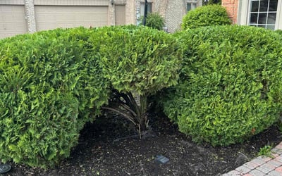 Photo of Shawn F.'s yard after getting tree care in Clarkston, MI