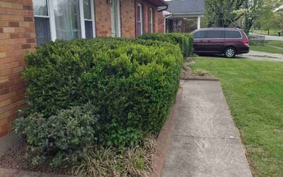 Photo of David G.'s yard after getting landscaping in Salem, IN
