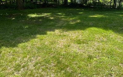 Photo of Dan C.'s yard after getting tree care in Westland, MI