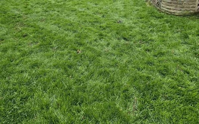 Photo of David N.'s yard after getting landscaping in Seville, OH