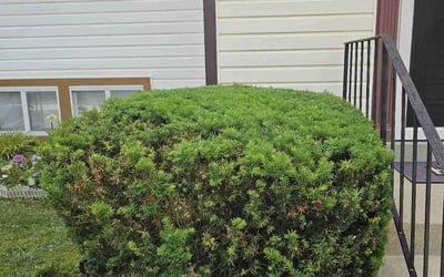Photo of J W.'s yard after getting lawn care in Abingdon, VA