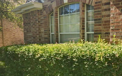 Photo of Bo G.'s yard after getting landscaping in Wimberley, TX