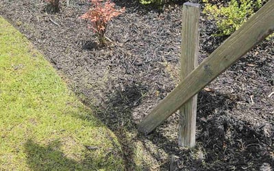 Photo of Maria E.'s yard after getting tree care in Savannah, GA