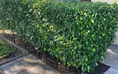 Photo of Michael D.'s yard after getting tree care in Jupiter, FL