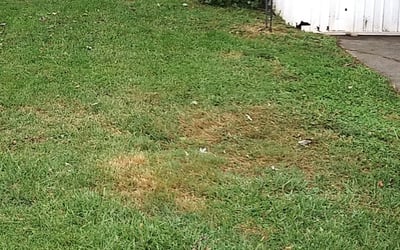 Photo of Teresa G.'s yard after getting landscaping in Corydon, IN