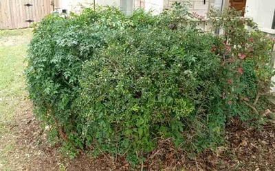 Photo of Matthew M.'s yard after getting landscaping in Dale, TX
