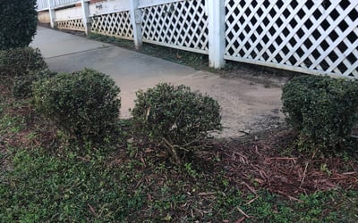 Photo of Judy P.'s yard after getting landscaping in Smyrna, SC