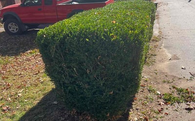 Photo of Amanda S.'s yard after getting landscaping in Canton, NC