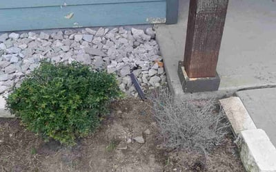 Photo of Tacarol B.'s yard after getting tree care in Grapevine, TX