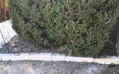 Photo of David T.'s yard after getting landscaping in Lackland A F B, TX