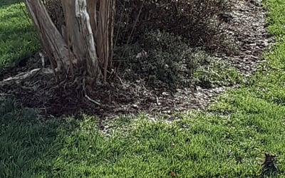 Photo of Allison D.'s yard after getting landscaping in Barhamsville, VA