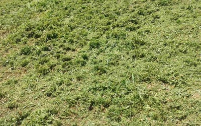 Photo of Renee D.'s yard after getting landscaping in Arvada, CO