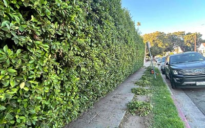 Photo of Dwayne W.'s yard after getting landscaping in Bell Gardens, CA