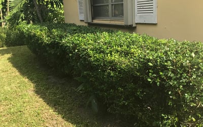 Photo of Carlos L.'s yard after getting landscaping in Key Biscayne, FL