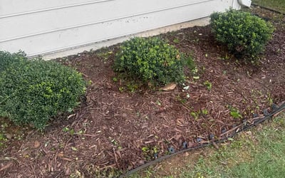 Photo of Fred E.'s yard after getting tree care in Roswell, GA