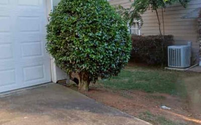 Photo of Chris B.'s yard after getting landscaping in Dacula, GA