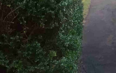 Photo of Javier V.'s yard after getting tree care in Pottstown, PA