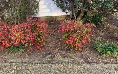 Photo of Tiffany T.'s yard after getting landscaping in Isle Of Wight, VA