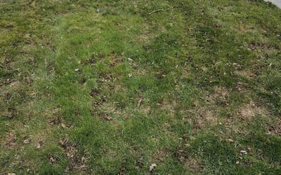 Photo of Cheryl H.'s yard after getting landscaping in Waterville, OH