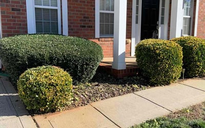 Photo of Colleen D.'s yard after getting landscaping in Wingate, NC