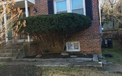 Photo of Pal H.'s yard after getting tree care in Ashburn, VA