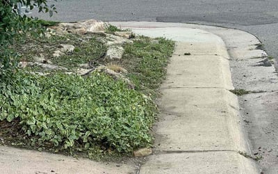 Photo of Debania C.'s yard after getting tree care in Englewood, CO