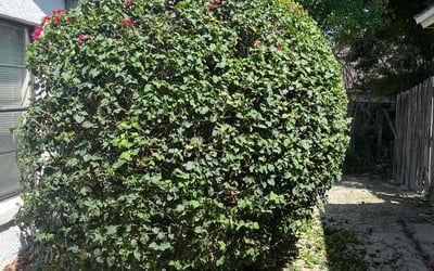Photo of Alicia C.'s yard after getting landscaping in Casselberry, FL