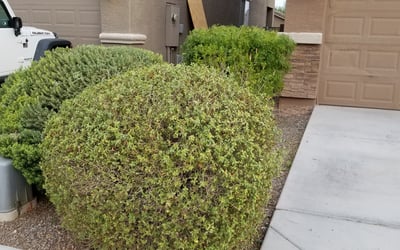 Photo of Elizabeth N.'s yard after getting landscaping in Red Rock, AZ