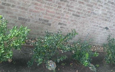 Photo of Magen P.'s yard after getting landscaping in Cypress, TX