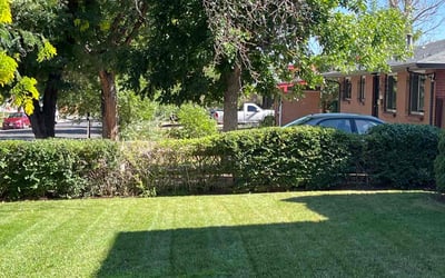 Photo of Vickie H.'s yard after getting landscaping in Rollinsville, CO