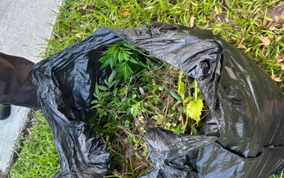 Photo of Priscilla B.'s yard after getting tree care in Oviedo, FL