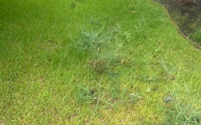 Photo of Peter K.'s yard after getting landscaping in Lillian, TX