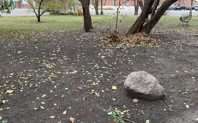 Photo of Ryan M.'s yard after getting tree care in Hastings, MN