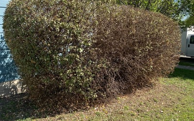 Photo of ANDREA F.'s yard after getting landscaping in Weir, TX