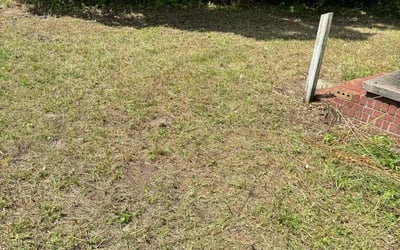 Photo of Terrance P.'s yard after getting tree care in Fernandina Beach, FL