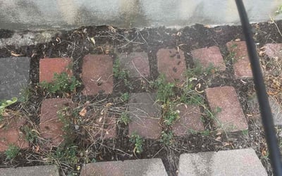 Photo of Colleen R.'s yard after getting landscaping in Guffey, CO