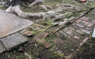 Photo of Anna S.'s yard after getting landscaping in Clinton, LA