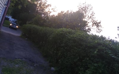 Photo of Cheryl E.'s yard after getting tree care in Willoughby, OH