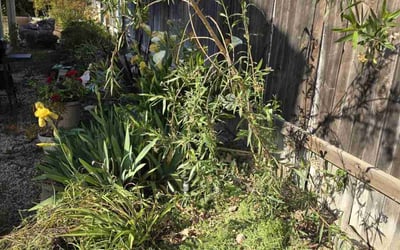 Photo of Ericka C.'s yard after getting landscaping in Banning, CA