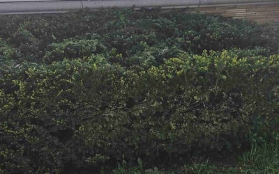 Photo of Kenya J.'s yard after getting landscaping in Germantown, WI
