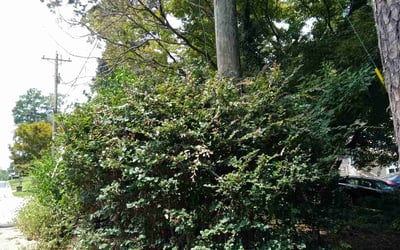 Photo of Andrew H.'s yard after getting landscaping in Mount Zion, GA