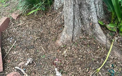Photo of Sheila P.'s yard after getting landscaping in Pensacola, FL