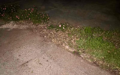 Photo of Cedric W.'s yard after getting landscaping in Tyler, TX