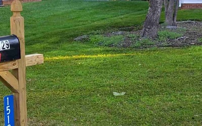 Photo of June K.'s yard after getting tree care in Statesville, NC